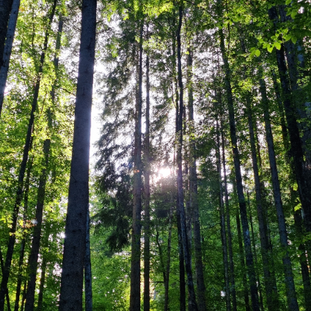 Rechtsanwalt  